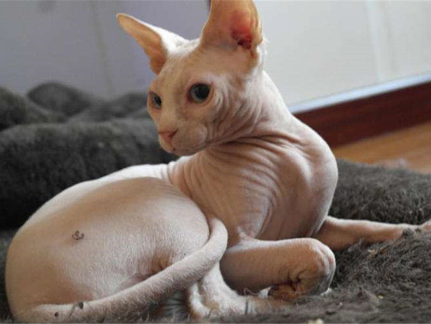 辟谣宠物猫,辟谣猫毛吸入肺里