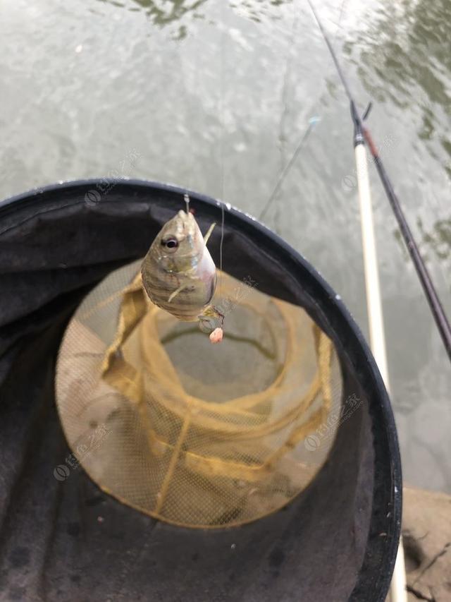 水底小鱼多就会没大鱼,自然水域没鱼情
