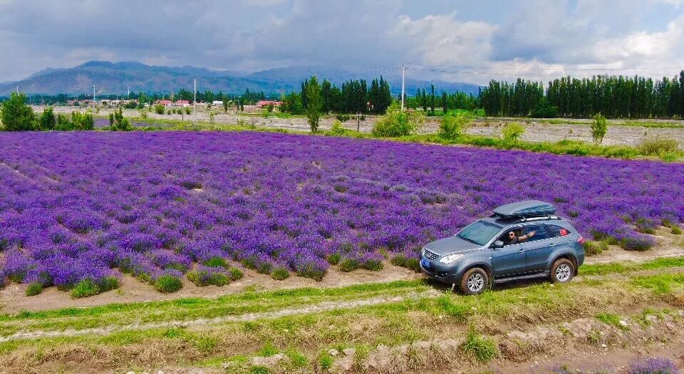 东方普罗旺斯薰衣草,伊犁的薰衣草哪个最大