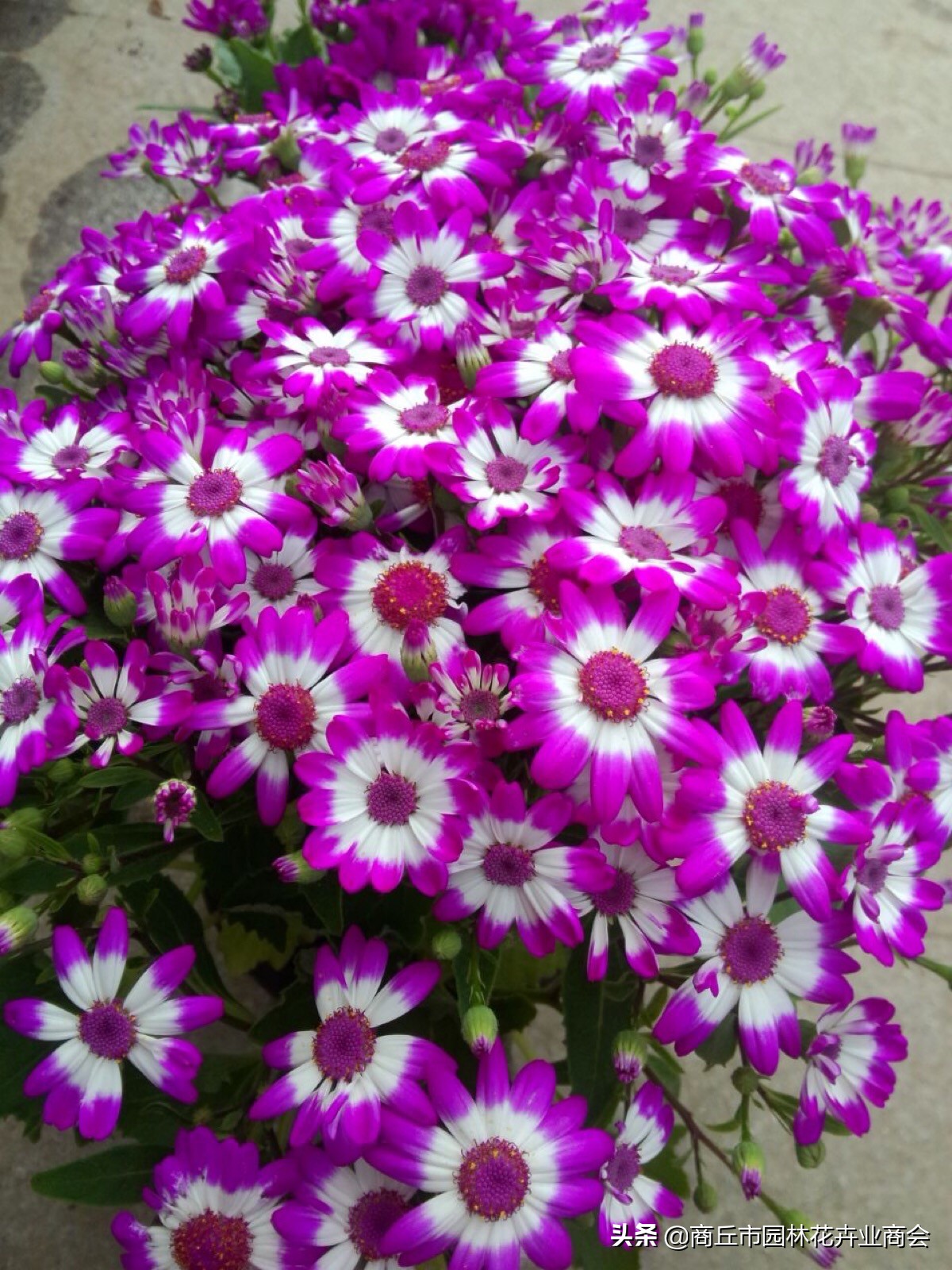 瓜叶菊开花后需要修剪吗,瓜叶菊花开完后怎么处理