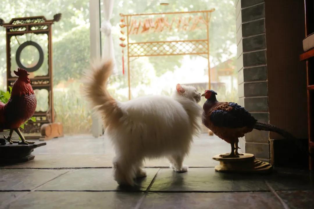 跟本喵同星座的两脚兽一定很“仙儿”