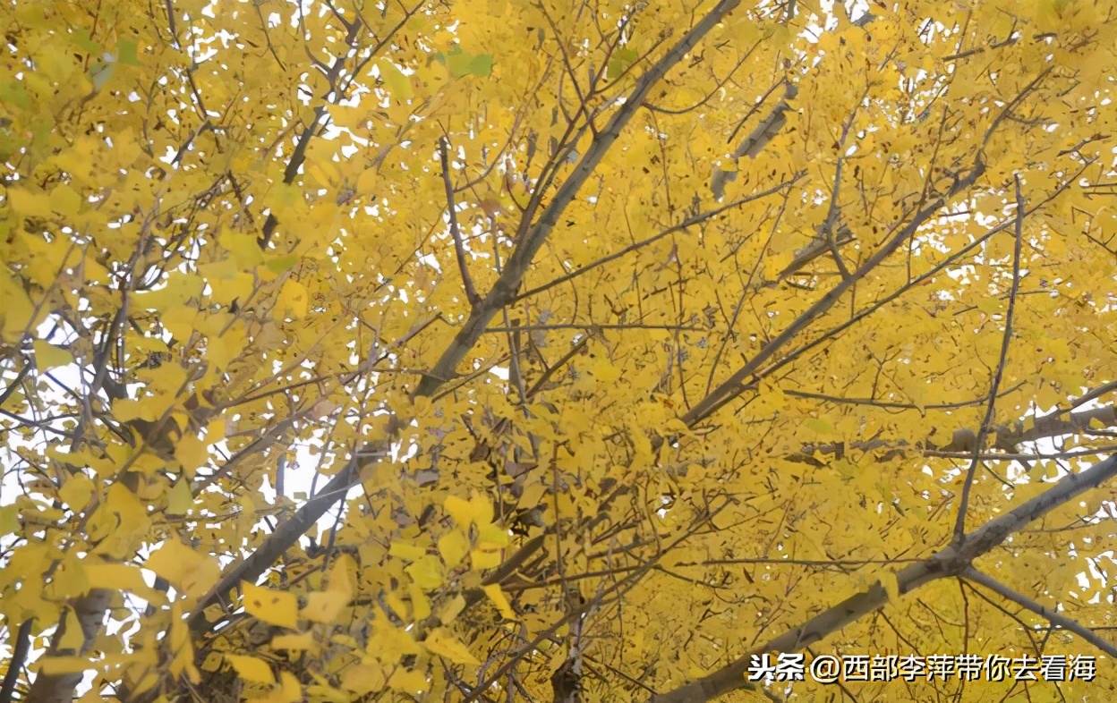 李萍文字：与Mandy姐与SPB与澳门的点点滴滴