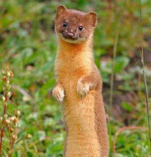 为什么黄鼠狼会频繁光顾同一家,黄鼠狼为什么专偷鸡不咬鸭