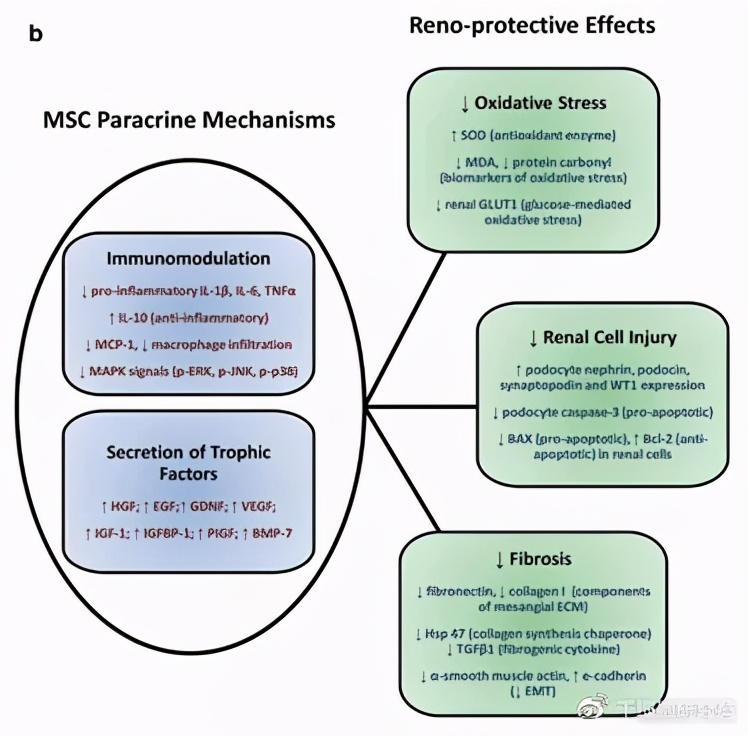 干细胞治疗糖尿病肾病的最新进展,间充质干细胞治疗糖尿病肾病
