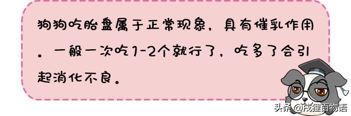 你会给狗狗接生吗?狗狗第一次生孩子需要注意什么?