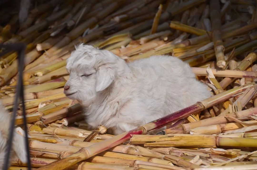 中国产的羊绒衫在俄罗斯卖多少钱,中国阿玛尼衣服代工厂