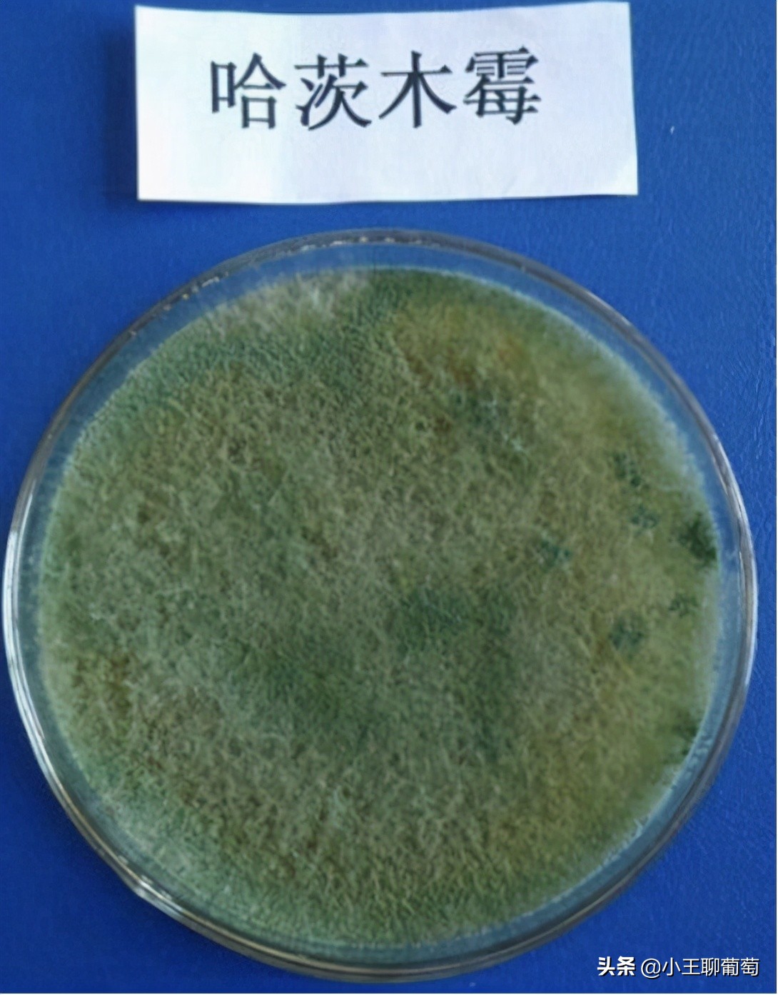 微生物菌剂治病,植物通用微生物菌剂