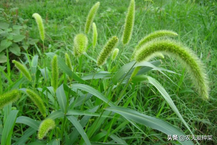 随处可见的狗尾巴草还有不少妙用,一整片狗尾草