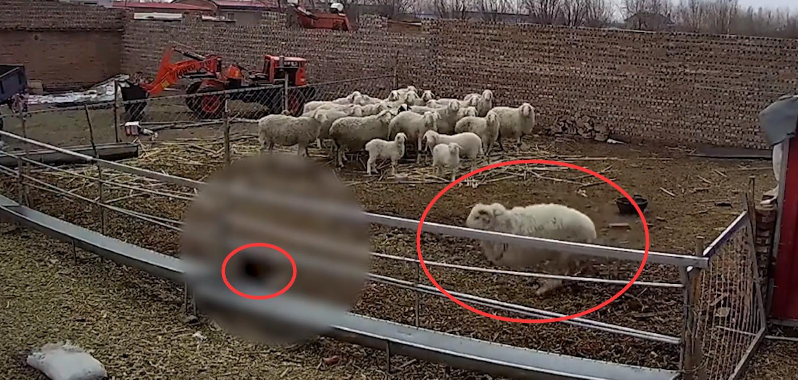 幼童误入羊圈，遭发疯大角公羊5次猛撞掀翻！幼童满头是血令人揪心