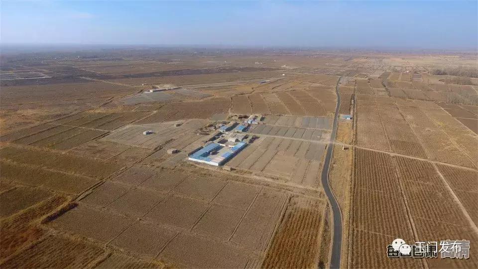 甘肃玉门枸杞项目,甘肃玉门的枸杞怎么样