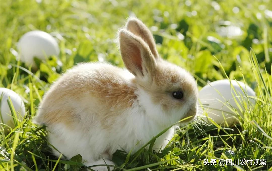 高温天气小兔子怎么照顾,高温期间兔生小兔子怎么办