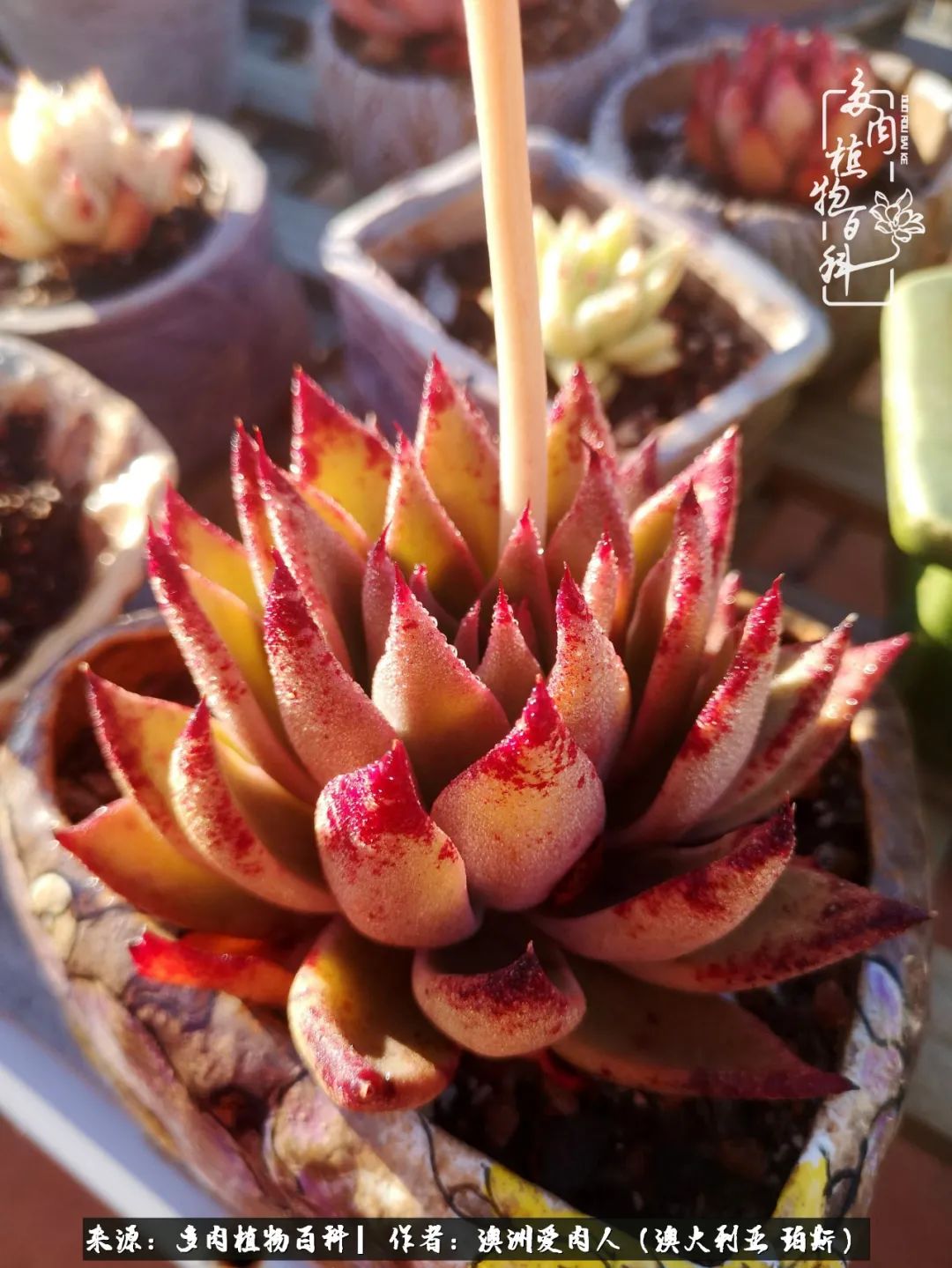 采蘑菇的小姑娘，“转行”来把多肉养