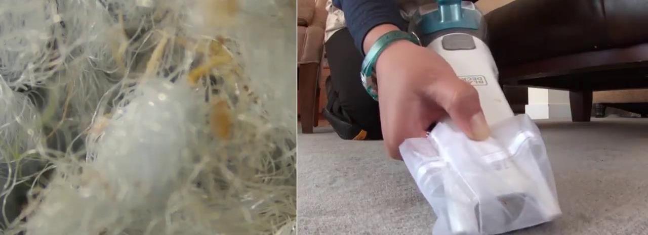 有没有可以祛除螨虫的产品,有没有什么除螨虫的用品