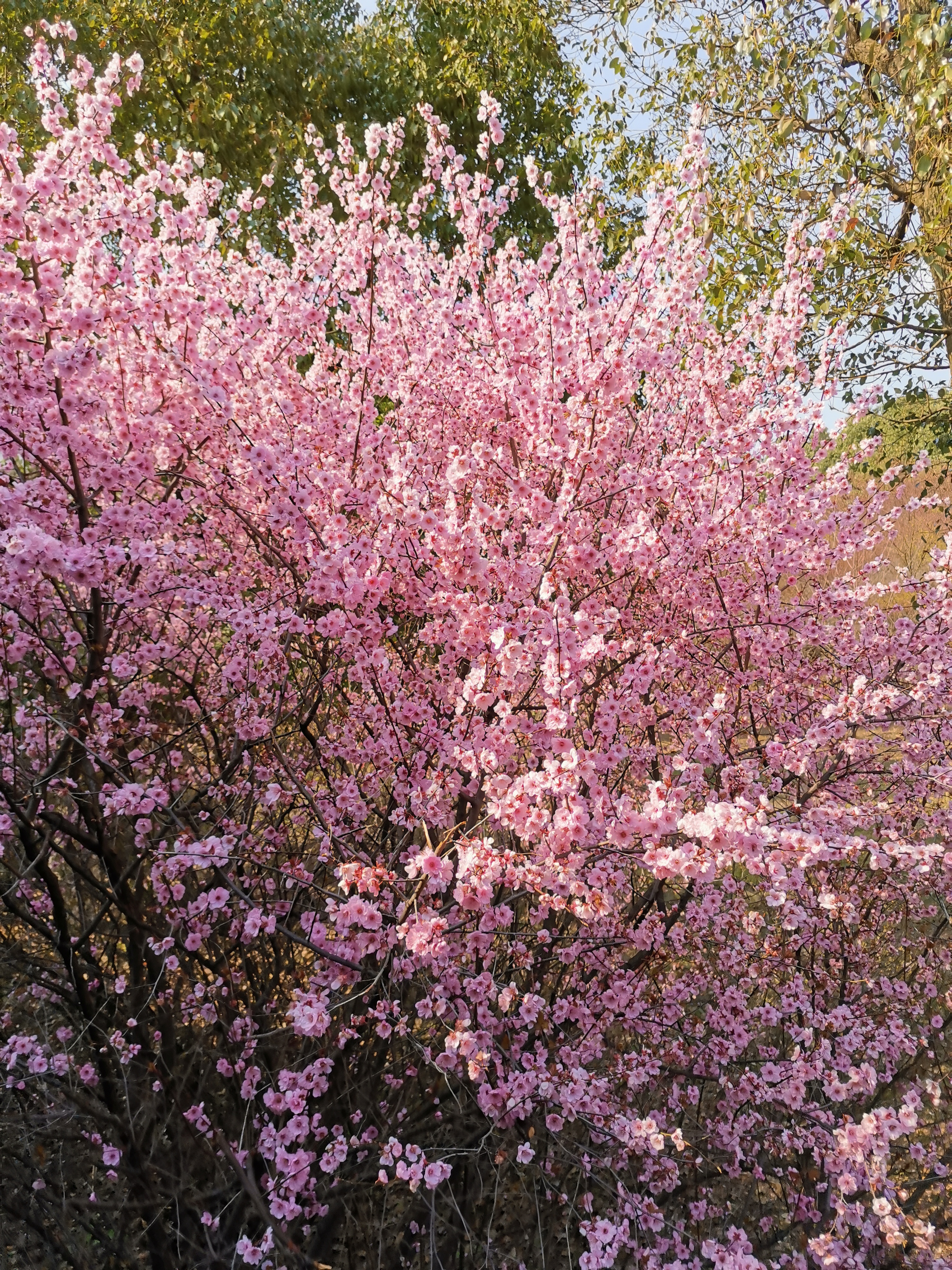 苏州旅游之石湖风景区：春天里，走马观“湖”记