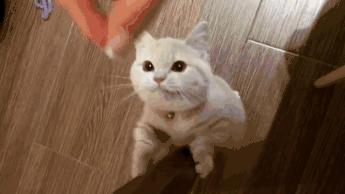 我跟中产的唯一联系,可能是养猫