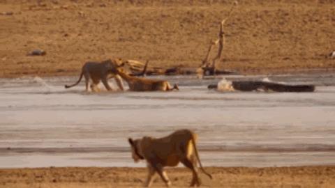 流浪雄狮和幼狮,流浪幼狮米菲成长记