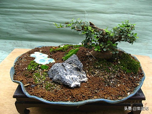 修剪不复杂学会修剪手法,修剪方法种类