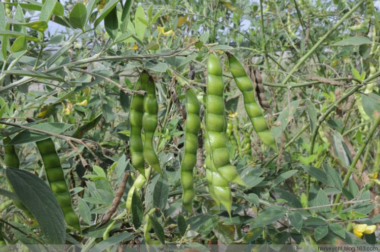 中药材木豆叶有什么用呢,中药材木藤