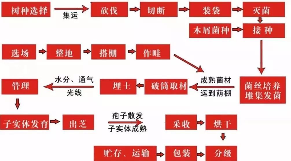 灵芝创始人,灵芝大王余胜