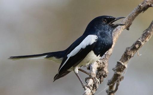 东江揽胜,惠州淡水常见鸟类图谱