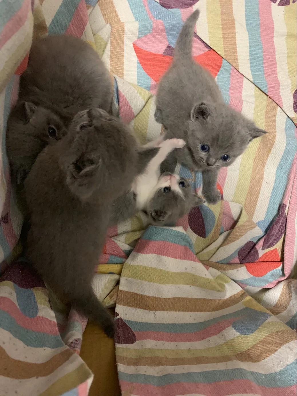 养一只英短蓝猫需要花多少钱,新手养英短蓝猫的十大忠告