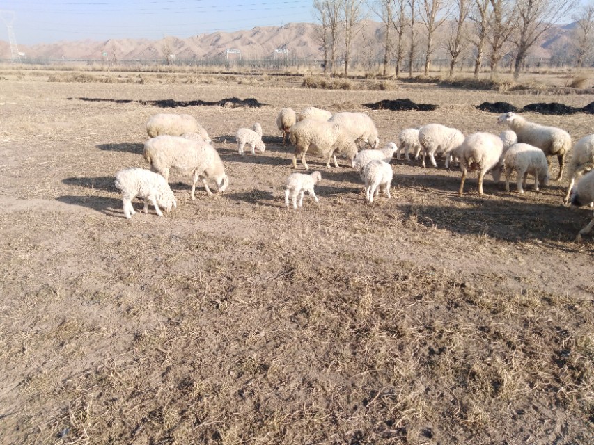 放养羊改成圈养羊之后该如何饲养？掌握这3步，省心省力又省钱