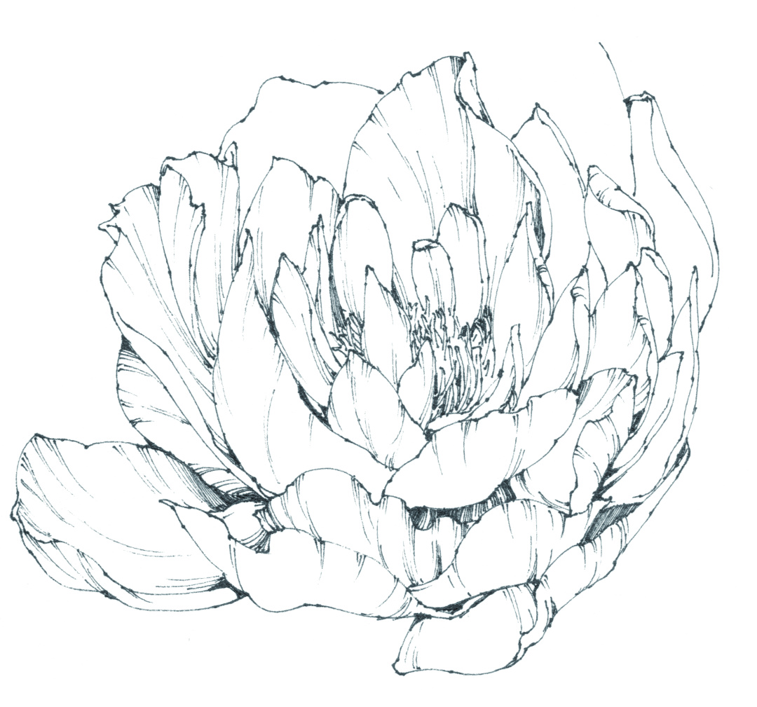 春日写生浪漫樱花,春季樱花写生季