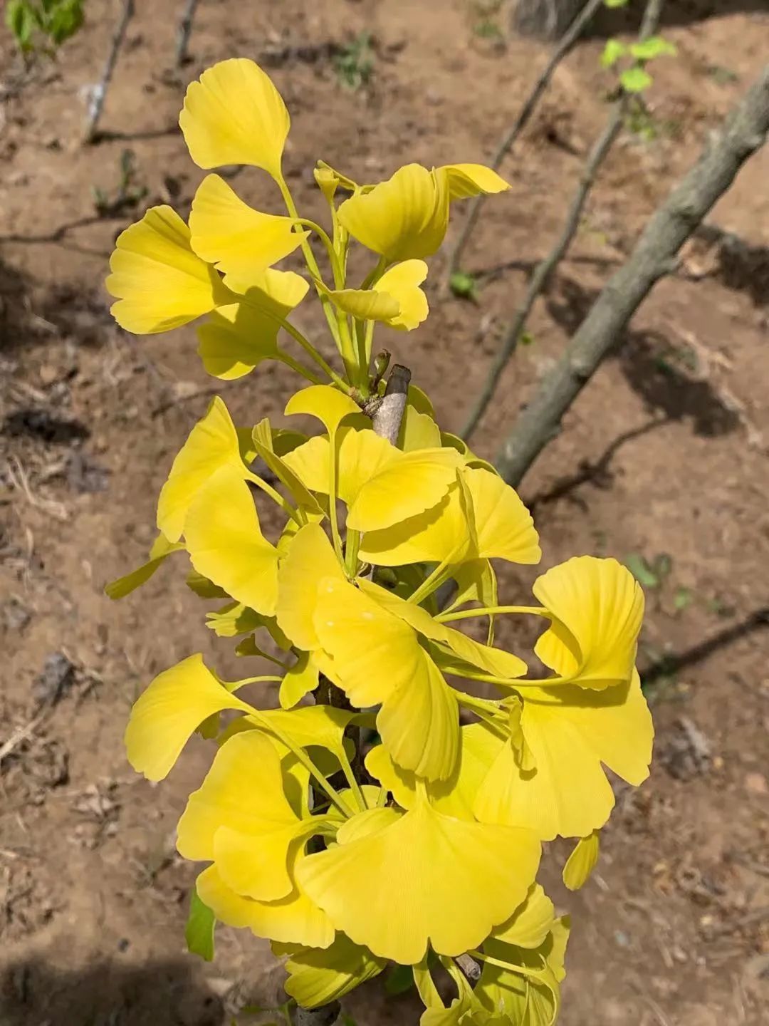 这种银杏不仅秋季金叶，春季叶色也是金黄