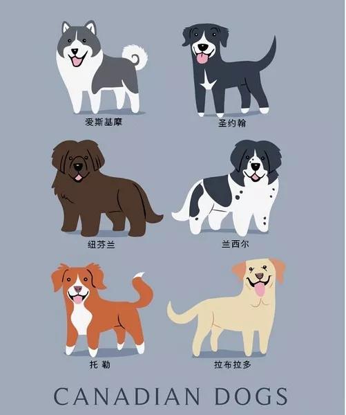 最常见狗狗品种大全及图片,中国常见的狗狗品种及图片大全