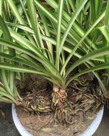 养一盆吊兰怎么才养好视频,钻石翡翠吊兰养成绿瀑布的方法