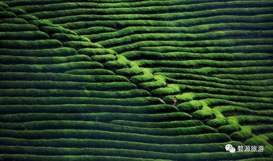 五一去婺源千古茶园,婺源茶文化旅游路线攻略