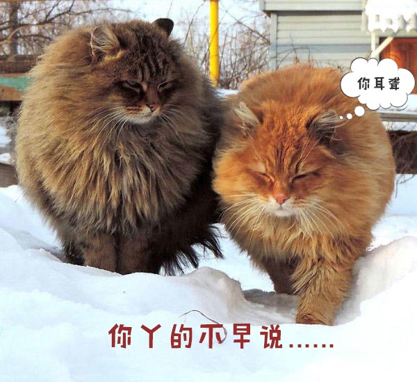 圣诞节的喵星人霸气又略萌,猫奴必看!又骗我养猫?