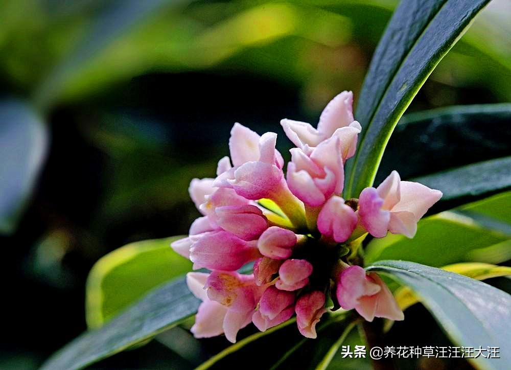 金边瑞香叶子干枯怎么剪枝,金边瑞香叶子耷拉怎么办呢