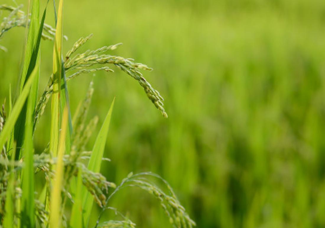矮脚南特杂交稻,矮脚水稻有哪几种