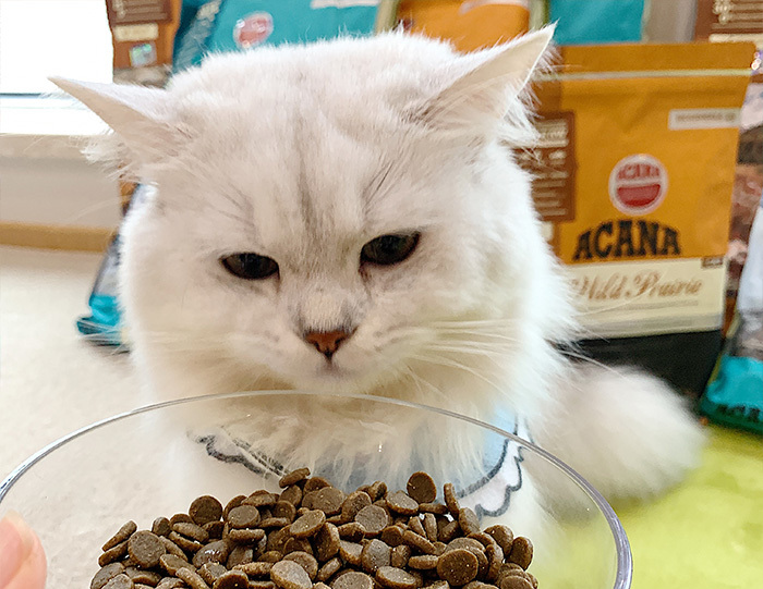 掉毛季衣服上的猫毛怎么清理,掉毛猫怎么打理