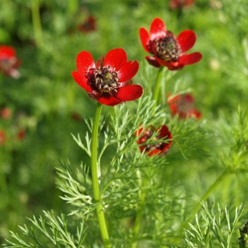 100种常见花卉图谱，收藏起来慢慢看，从此识花不求人