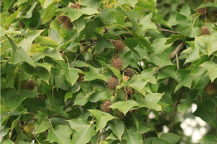 枫香树皮与路路通功效是一样吗,路路通是枫香树果吗