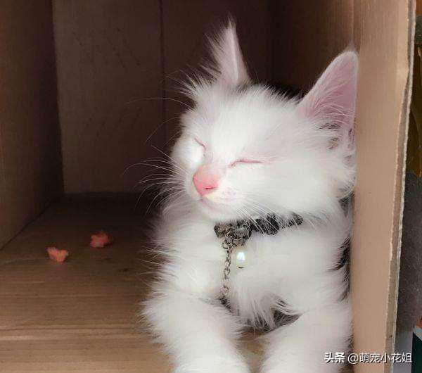 垃圾桶内传出一阵阵猫叫,打开一看,居然是一只面部溃烂的猫咪