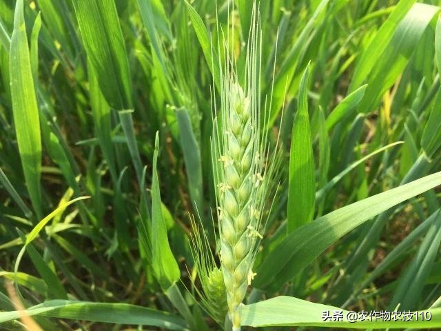 赤霉病在麦粒上的表现,小麦赤霉病麦粒什么样