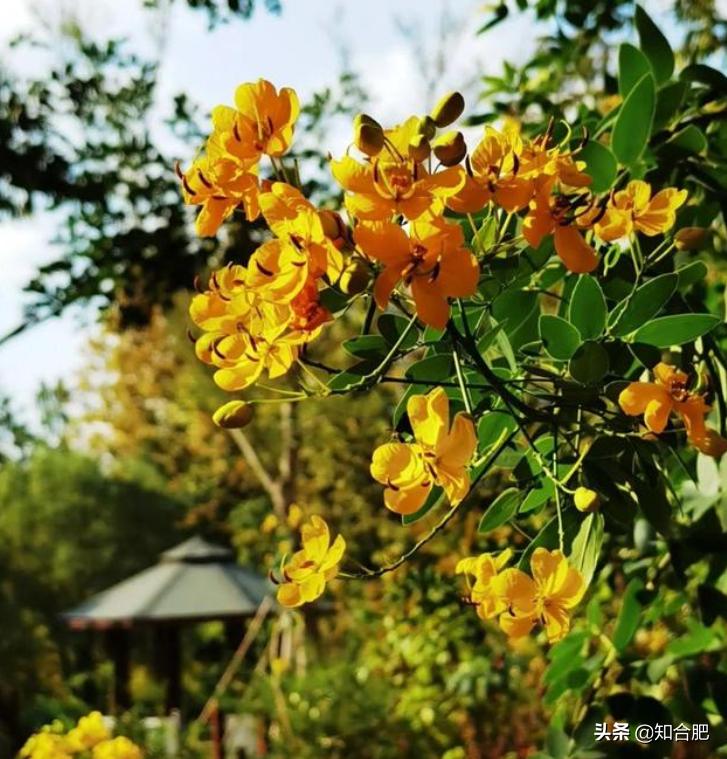 合肥国庆假期去哪玩三日游,国庆安徽三日游