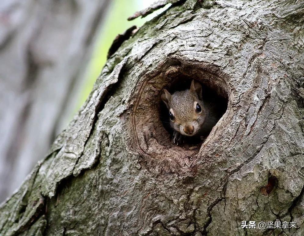 养一只松鼠做宠物是什么样的体验?