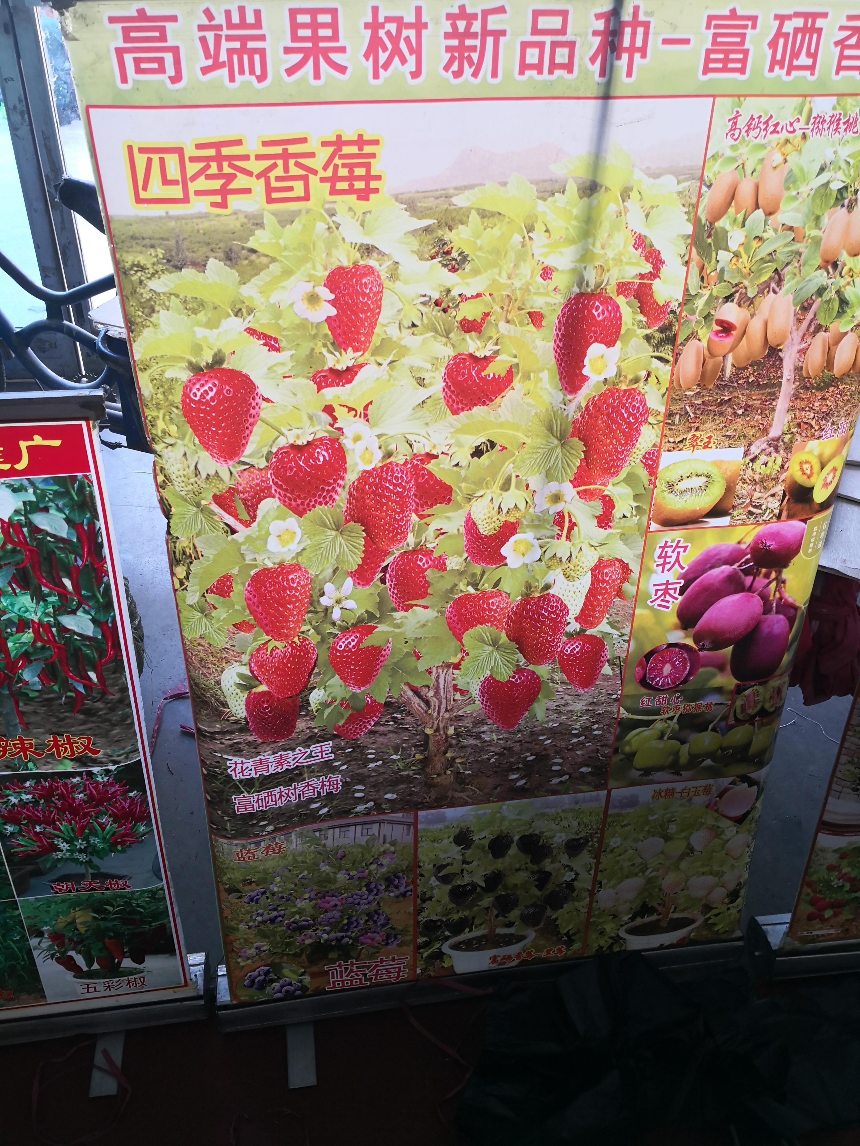 啥时候培育出了能结西瓜的树？我竟然差点就信了