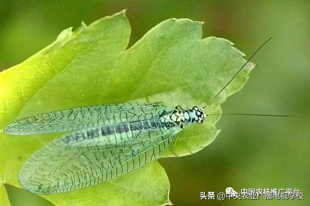 常见农业害虫的介绍图,农作物常见害虫种类及图片