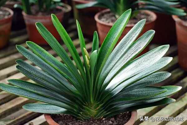 君子兰长花苞还没出来怎么办,君子兰有花苞了不开花怎么办