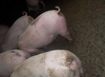 如何防治苍蝇最有效方法,养殖场治苍蝇最有效的土方法