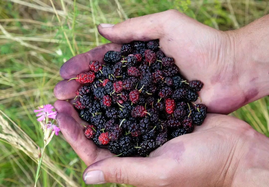 桑葚干水洗掉色,桑葚干是否染色用水泡能鉴别吗