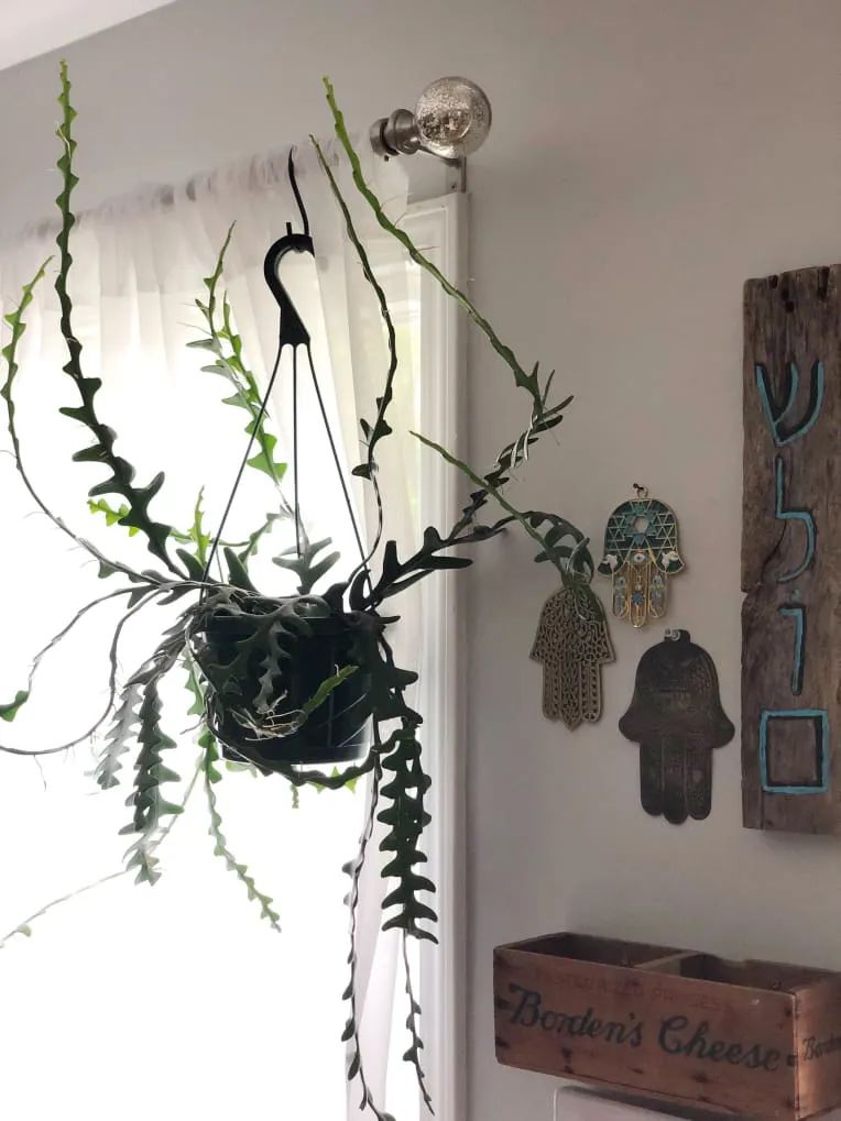 100㎡的家养了99株植物，我醉氧了…