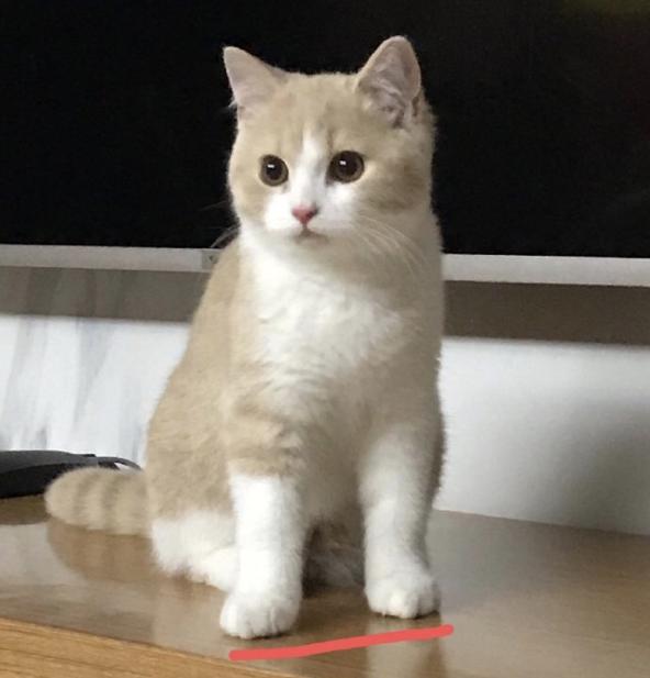 猫被关在笼子里烫死,猫被放到洗衣机闷死了