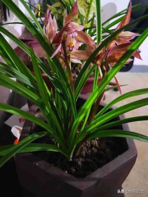 养兰花浇水用什么水好,如何养好兰花用什么肥