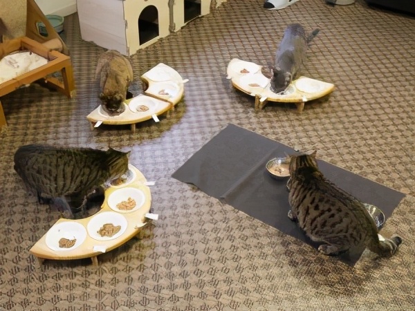 好的猫粮罐头推荐,猫粮猫罐头可以选不同品牌吗